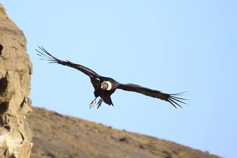 Landudflugt: Condor Watching + frokostkrydstogter