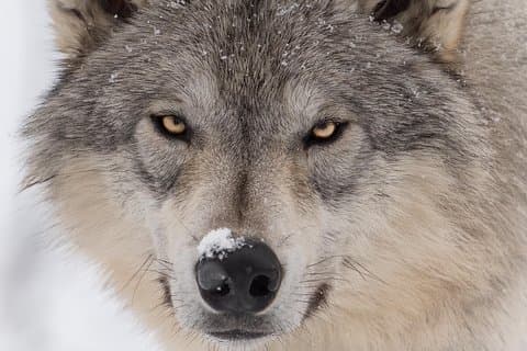 アラスカ野生動物ツアー