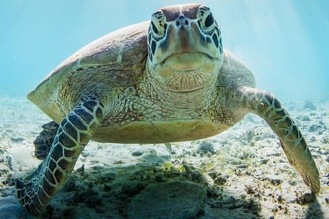 Schnorcheln im Mnemba Atoll