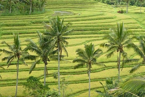 Visite de Jatiluwih et Tanah Lot