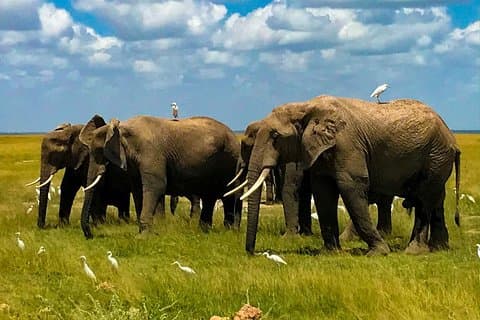 Safari impressionante de 8 dias no Quênia e na Tanzânia