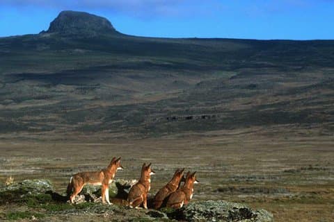Trekking at Bale Mountains 3 Days
