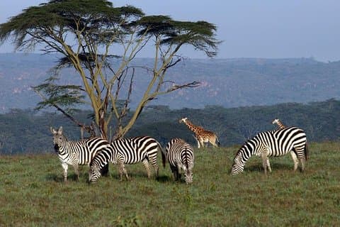 3 day Meru National Park Safari