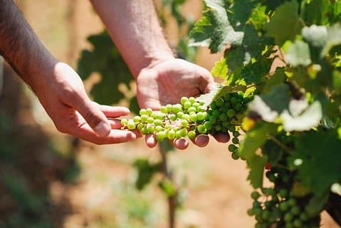 Weinprobe in Albanien - Tagestour mit authentischen Weinen
