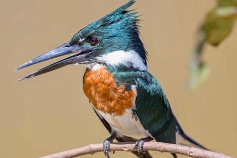 Excursão matinal para observação de pássaros