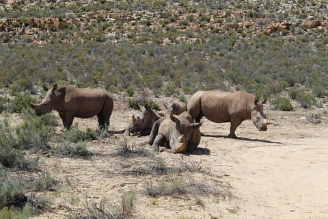 Transfer naar Safari- Aquila vanuit Kaapstad exclusief toegangsprijzen voor een hele dag