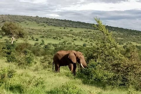 5 Day safaris Lake Naivasha, Maasai Mara, Nakuru National
