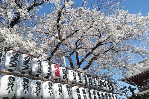 Aspectos destacados de la flor de cerezo, Santuario de Asakusa, Ueno y Meiji