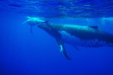 Excursión de medio día a las ballenas 4h00