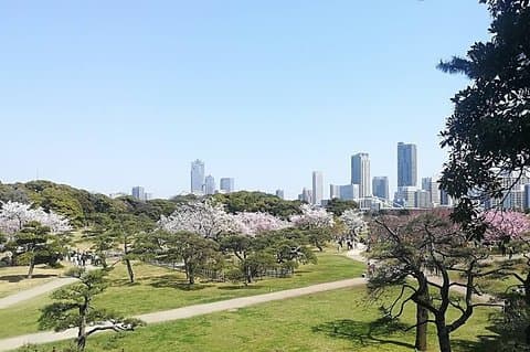 Körsbärsblommans höjdpunkter, Hamarikyu, Asakusa och Meiji-helgedomen