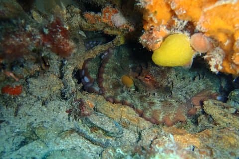 Octopus Rock Exploration - Certified Diver