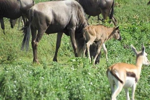 ダルエスサラーム/ザンジバルからの4日間のミクミ国立公園とウズングワ