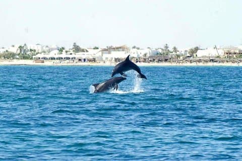 Snorkling i Djerba