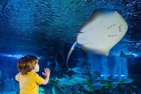 SEA LIFE Manchester Admission Ticket