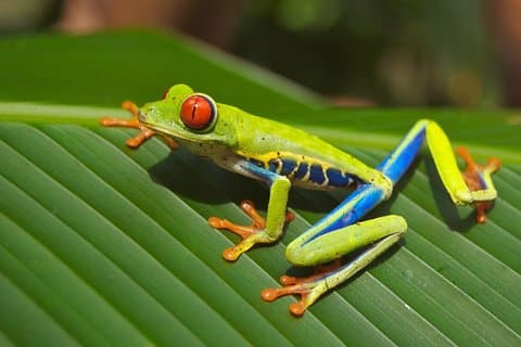 Selvatura Park: Herpetarium Tour in Monteverde