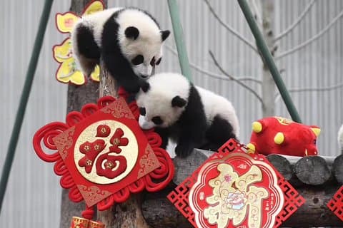 Freiwilligenarbeit in Dujiangyan oder Wolong Panda Base