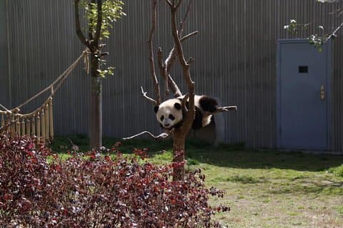 Chengdu Panda Base og Drop Shuangliu International Airport (CTU) Day Tour