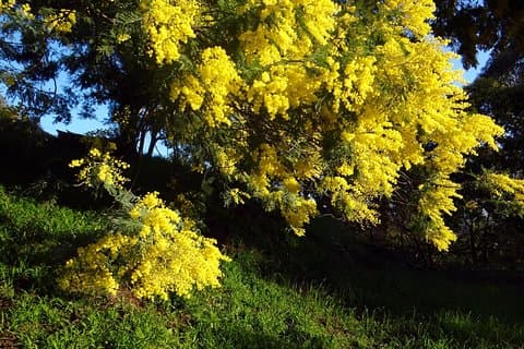 alla scoperta delle colline mimose - tour privato