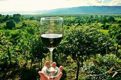 Halv dag Chianti vin och olivolja tur från Viareggio