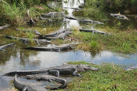 Excursão privada de 4 horas pelos Everglades saindo de Miami Dade
