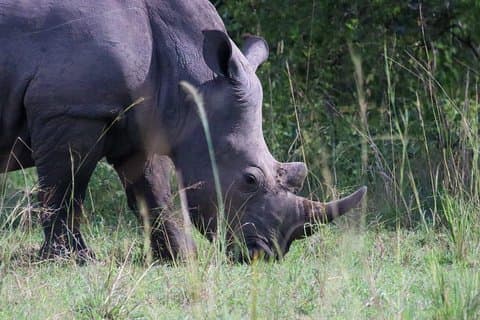 Excursión de un día al Santuario de Rinocerontes de Ziwa y Rancho de Vida Silvestre - ZIWA RHINO TREKKING