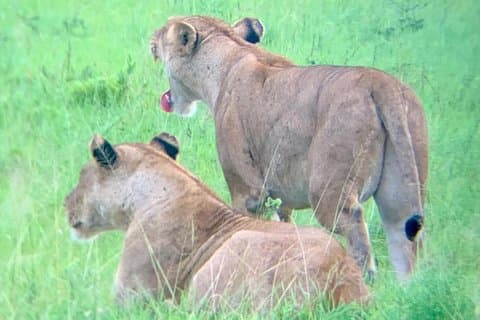 1 Day Safari to Mikumi NP by Electric Train