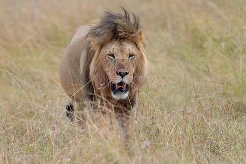 4 - Safari di lusso nella natura