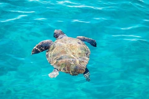 ガラス底のボートで亀の島と洞窟へのクルーズ