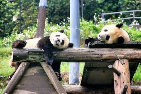 En dagstur til Panda Base og Dujiangyan Irrigation Project