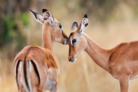 Visite d'une journée du parc national du lac Nakuru