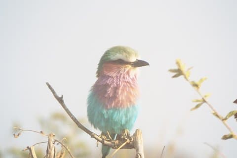 3 días de safari al Parque Nacional Mikumi