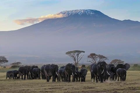 Tagestour zum Amboseli National Park