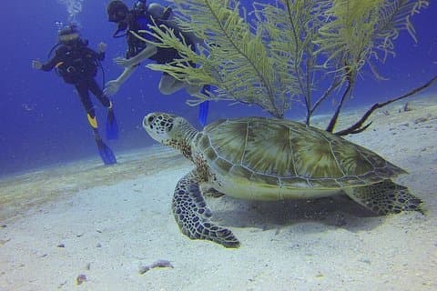 Certified 2-Tank Scuba Diving Tour fra Montego Bay
