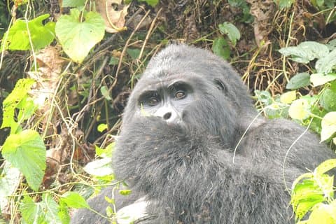 4 Días de Bwindi Gorila Trekking y Safari a pie vía Kigali