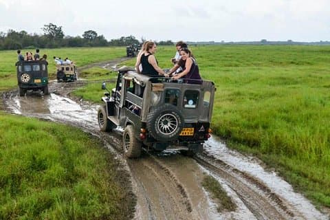 Minneriya/Kaudulla or Hurulu Eco Park Jeep Safari including Entrance Fee