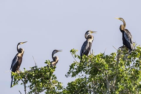 Bundala National Park Safari von Unawatuna
