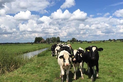 Amsterdams landsbygda halvdags sykkeltur i liten gruppe