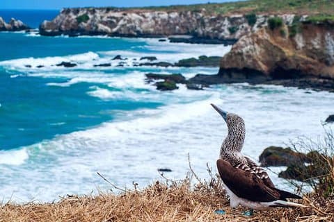Isla de la Plata med snorkling – Machalilla nasjonalpark