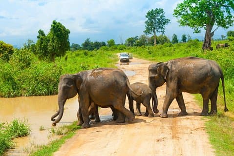 All Inclusive Udawalawa National Park Tagestour ab Colombo
