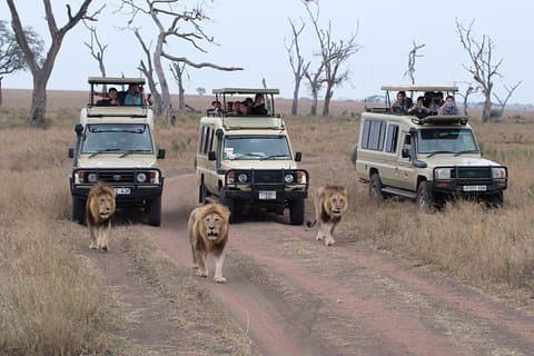5-daagse safari - ZELFSTANDIG & ZANZIBAR