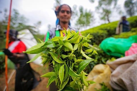 Nuwara Eliya & Kandy | 2-daagse tour