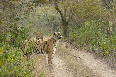 Full-Day Tour of Ranthambore from Jaipur