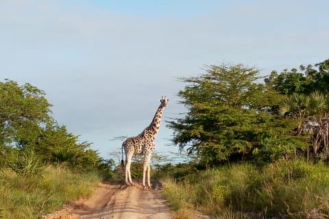 Safari de 3 días al Parque Nacional Saadani + Safari en barco desde Dar es Salaam