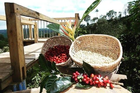 Coffee Tour (Finca las acacias )