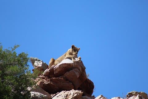 Big 5 African Safari cerca de Ciudad del Cabo