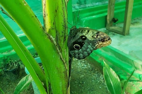 Entdecken Sie die Geschichte und Kultur von Roatan