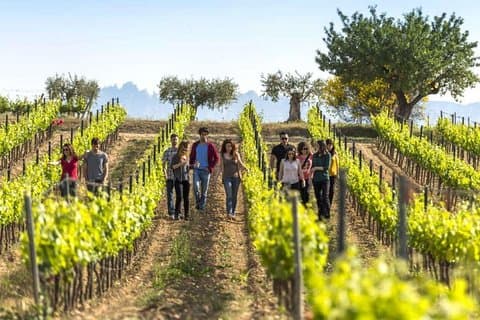 Barcelona Port Shore Excursion: Countryside Wine&Cava Tastings and Lunch