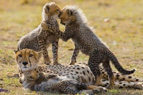 7 Days Maasai Mara nationalpark, Amboseli-parker och Nakuru-safari