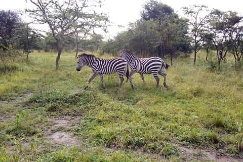 Great safari adventure