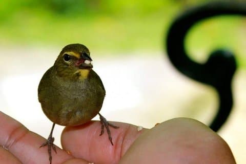 Vogelreservaat (Montego Bay) Jamaica